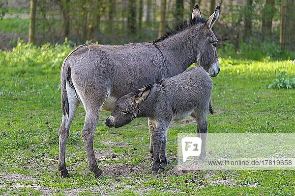 Grey Domestic Donkey  female with foal