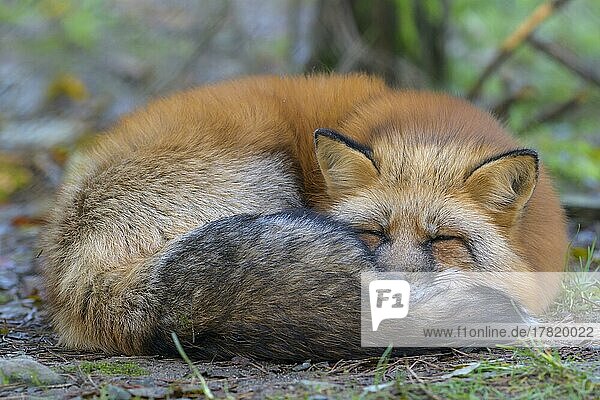 Red Fox (Vulpes vulpes)  captive