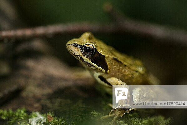 Porträt eines Grasfrosches im Wald  European common frog