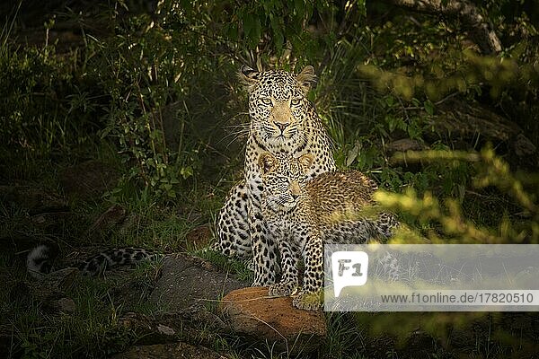 Leopard (Panthera pardus)  mother with cub  Masai Mara National Reserve  Kenya  Africa