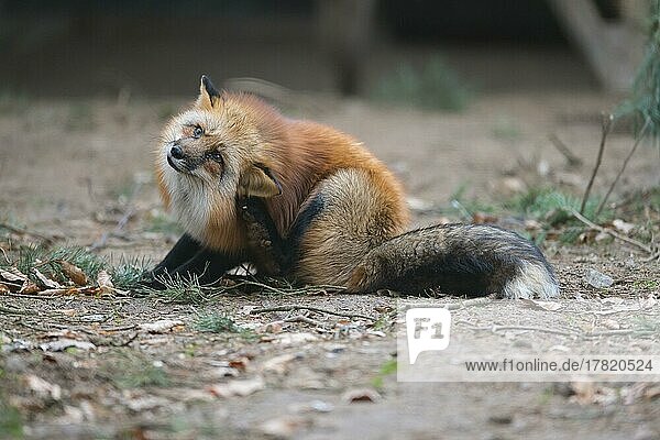 Red Fox (Vulpes vulpes)  captive