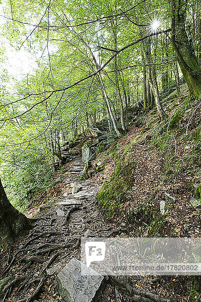 Switzerland  Ticino  Forest trail in Valle Verzasca