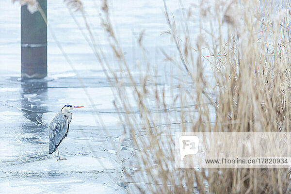 Grey heron (Ardea cinerea) standing on frozen surface of river Havel