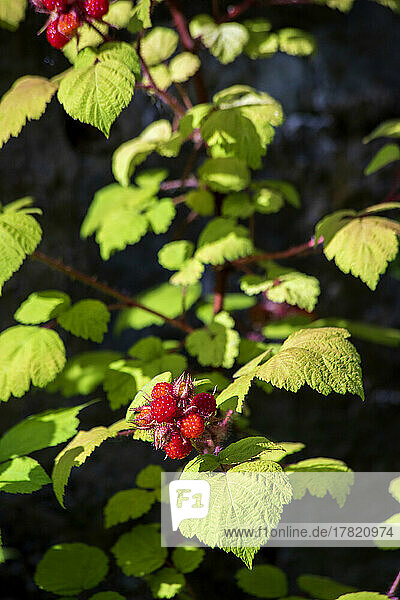 Japanese wineberry (Rubus phoenicolasius) growing outdoors