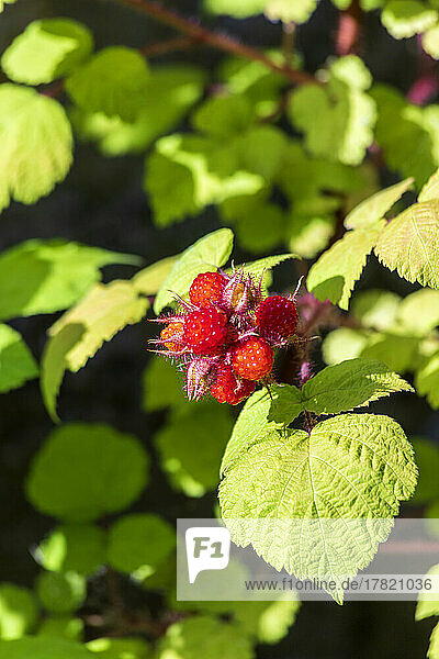 Japanese wineberry (Rubus phoenicolasius) growing outdoors