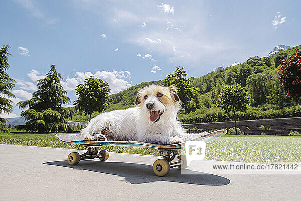 Cute Jack Russell terrier sitting on skateboard