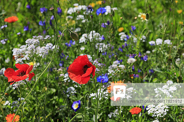 Poppies blooming in colorful summer meadow