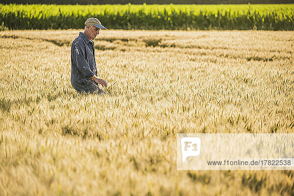 Farmer wearing cap walking in wheat field