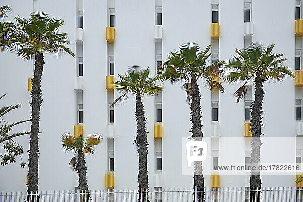 Spain  Gran Canaria  Maspalomas  Palm trees growing in front of white painted apartment building