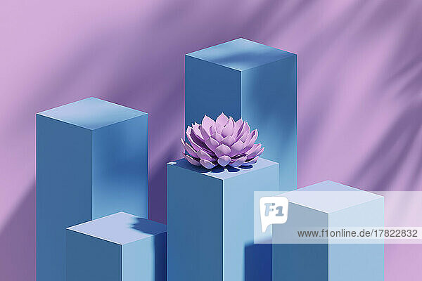 Studio shot of blue pedestals and single pink colored succulent plant