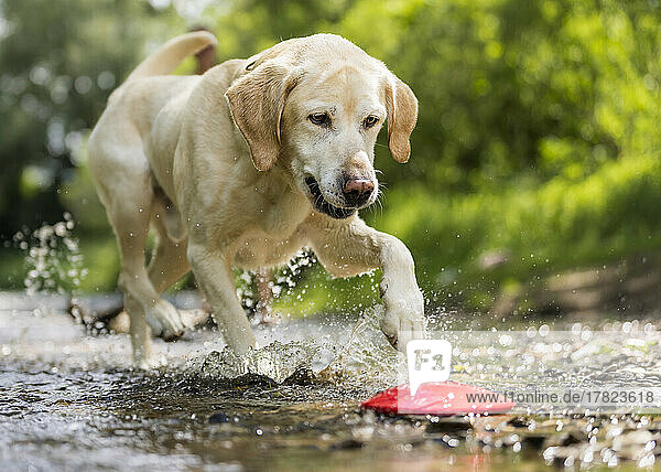Young Labrador Retriever playing with plastic disc on bank of Rems river