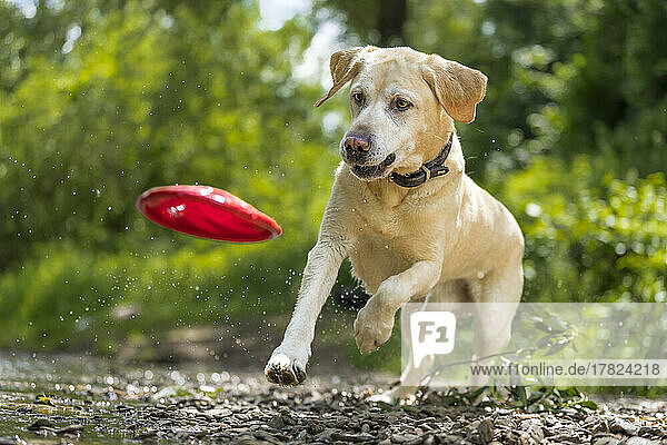 Young Labrador Retriever catching plastic disc