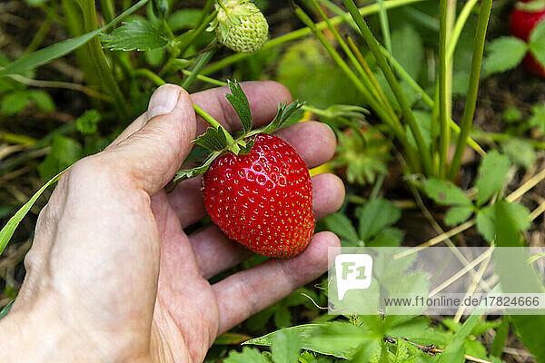 Farmer holding strawberry at garden