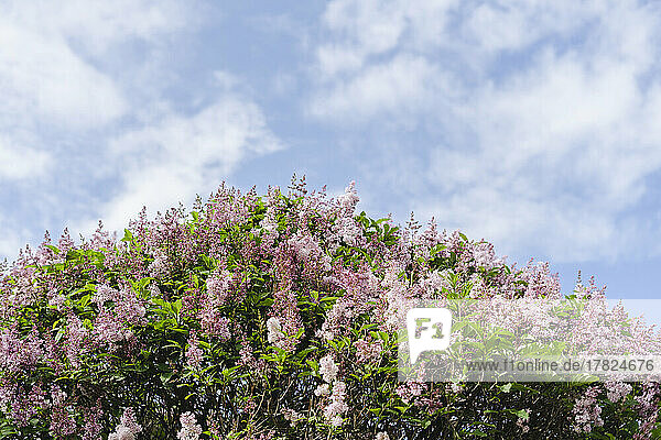 Beautiful lilac tree at park under sky