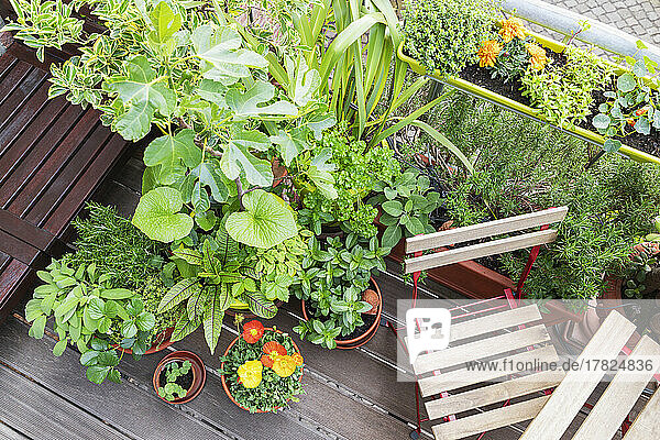 Vegetable and flower plants on balcony