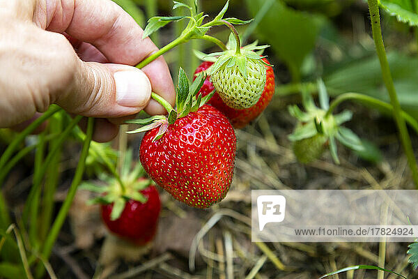 Hand of farmer holding strawberries