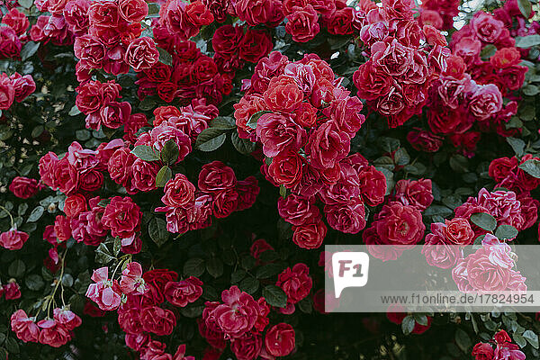 Rose bush with flowering red roses
