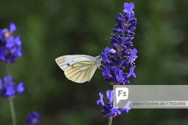 White butterfly perching on blooming lavender