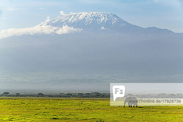 African elephant (Loxodonta) with Mount Kilimanjaro in the background  Amboseli National Park  Kenya  East Africa  Africa