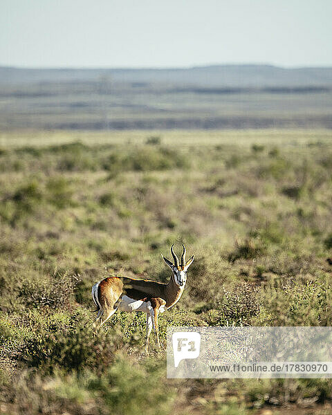 Springbok  Karoo National Park  Beaufort West  Western Cape  South Africa  Africa