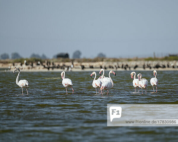Flamingos  Westkap  Südafrika  Afrika