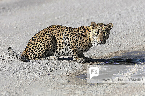 Leopard male (Panthera pardus) at puddle after rain  Kgalagadi Transfrontier Park  Northern Cape  South Africa  Africa