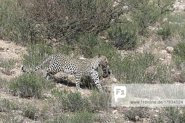 Leopard female (Panthera pardus) carrying cub to new den  Kgalagadi Transfrontier Park  Northern Cape  South Africa  Africa