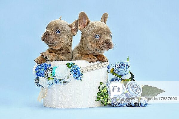Paar französische Bulldoggenwelpen  die aus einer Box mit Blumen auf blauem Hintergrund herausschauen