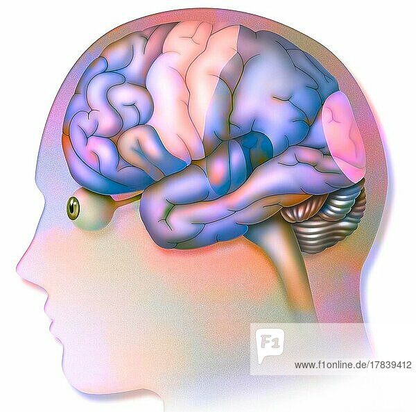 Human brain with areas (language  hearing  vision) and cortices (motor  sensory).