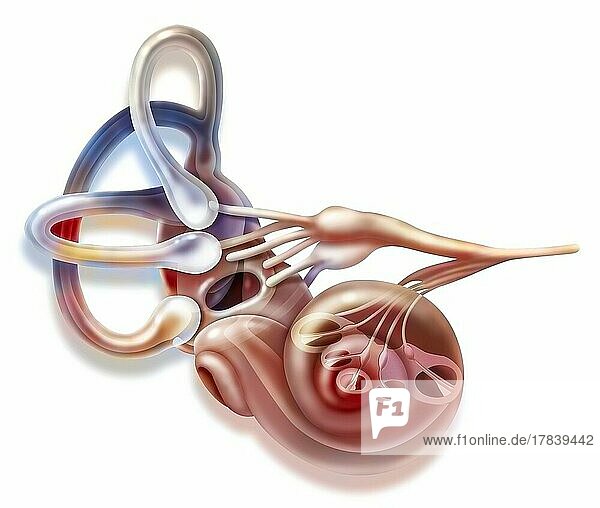 Inner ear and vestibular apparatus with semicircular canals  macule.