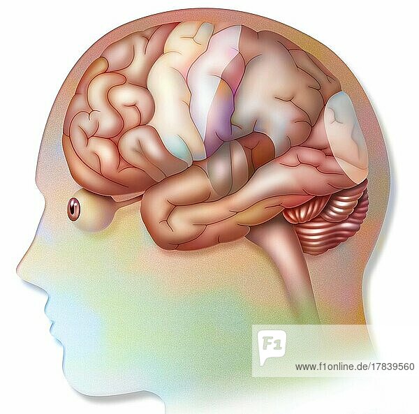 Human brain with areas (language  hearing  vision) and cortices (motor  sensory).