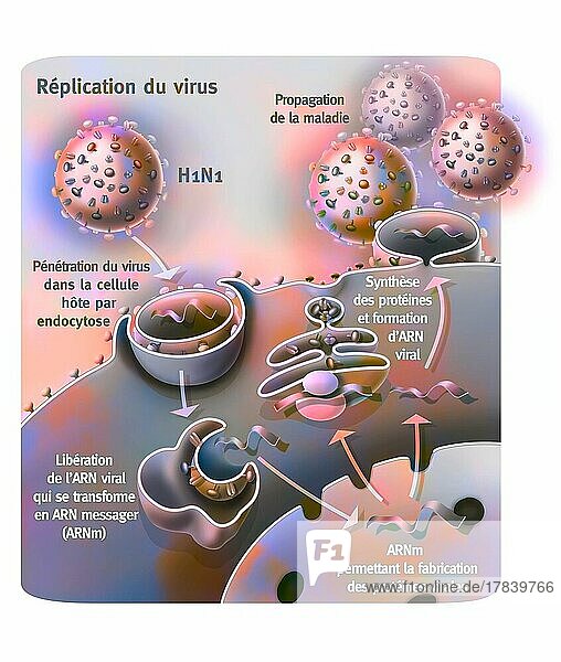 Penetration and replication of the H1N1 virus through a host cell.