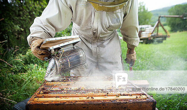 Harvesting honey from a beekeeper in France.