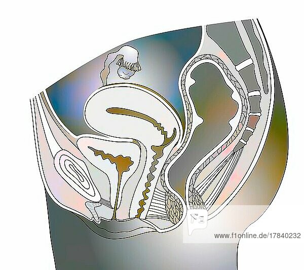 Section of female genitalia with vagina  uterus  ovaries.