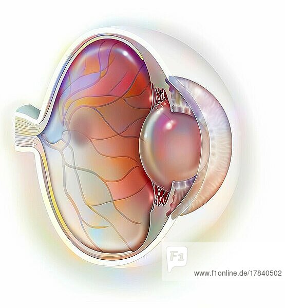 Sagittal view of the eye anatomy showing lens  retina  cornea  iris  choroid.