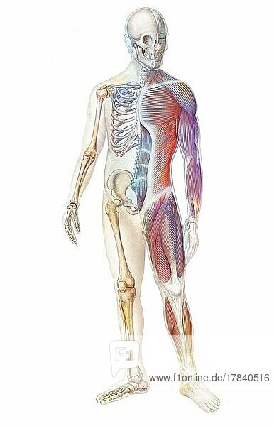 Skeleton and muscular system of a human body.