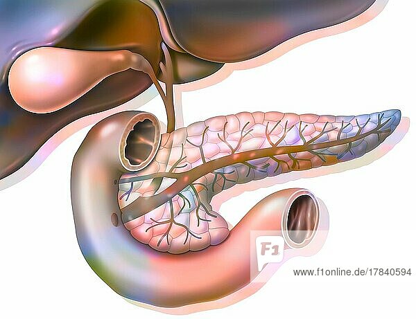 Anatomy of the pancreas in anterior view with gallbladder and common bile duct.