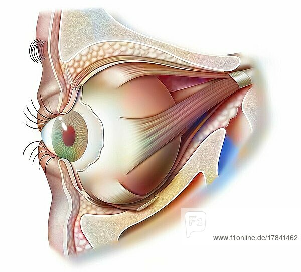 Anatomy of the eye and eyelid (viewed from 3/4) with iris  pupil.