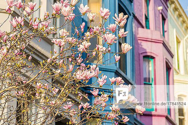 Cherry Blossom in Notting Hill  London  England  United Kingdom  Europe