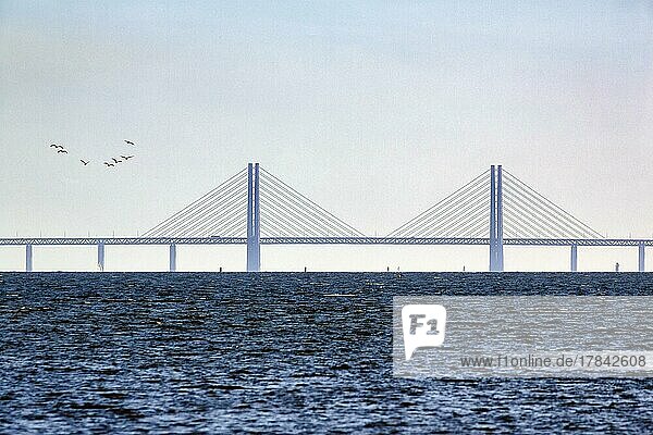 Öresundbrücke  Øresundsbroen zwischen Malmö und Kopenhagen  Architekt Georg Rotne  Vogelschwarm  Textfreiraum  Schweden  Europa