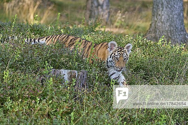Sibirischer Tiger (Panthera tigris altaica)  Jungtier läuft im Wald
