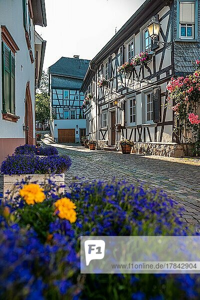 Altstadt mit Fachwerkhäusern um die Kurfürstliche Burg am Rheinufer Eltville am Rhein Rheingau Hessen Deutschland Europa