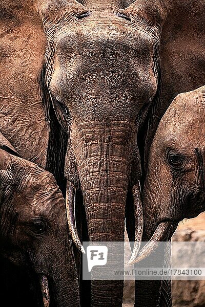 Afrikanische (Loxodonta africana) Elefantenfamilie Muttertier mit Jungtieren kuscheln Kenia Afrika