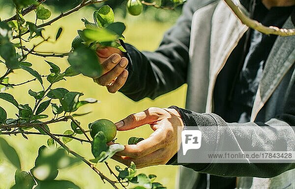Hände eines Mannes  der grüne Zitronen in einem Gärtner pflückt  Konzept einer Person  die Zitronen auf dem Feld pflückt  Person  die unreife Zitronen in einem natürlichen Gärtner erntet