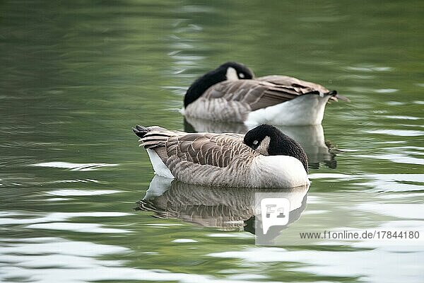 Canada goose (Branta canadensis)  two birds resting on the water  Heiligenhaus  Germany  Europe