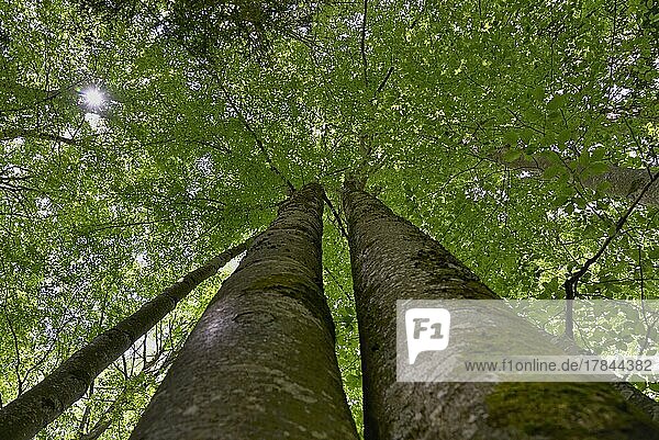 Rotbuche (Fagus sylvatica) Zwillingsstämme Blick in die Baumkronen mit frischem Blattgrün Sonnenstern Allgäuer Alpen Allgäu Bayern Deutschland Europa