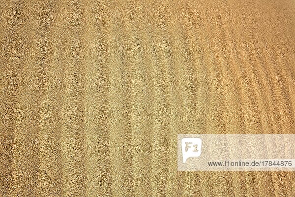 Die Dünen von Playa Del Inglés im Detail. San Bartolomé de Tirajana  Gran Canaria  Las Palmas  Kanarische Inseln  Spanien  Europa