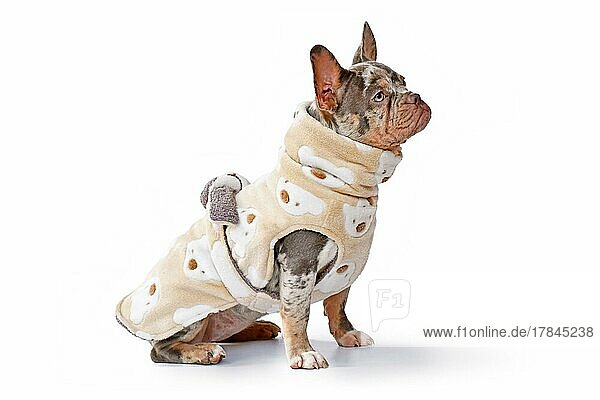 French Bulldog dogs wearing bathrobe coat made from fleece fabric on white background