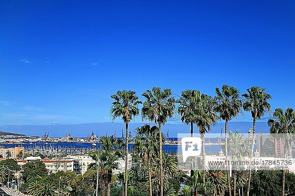 Palmengruppe in Las Palmas de Gran Canaria mit Blick auf den Hafen. Las Palmas  Gran Canaria  Kanarische Inseln  Spanien  Europa