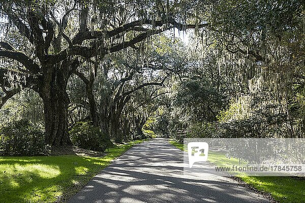 Oak tree alley in the Magnolia Plantation outside Charleston  South Carolina  USA  North America